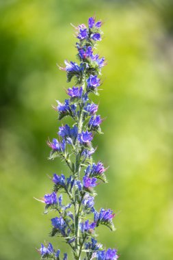 Çiçek açan Viper Bugloss (echium vugare) çiçeklerini kapat