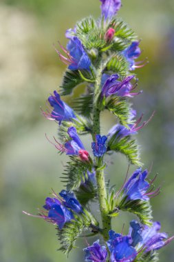 Çiçek açan Viper Bugloss (echium vugare) çiçeklerini kapat
