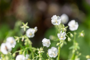 Beyaz esmer turnaların gagasını kapat (sardunya phaeum) çiçek açmış