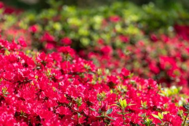 Çiçek açan kırmızı erken açelya (rhododendron prinophyllum) çiçeklerini kapat