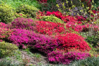 Pembe ve kırmızı erken açelya (rhododendron prinophyllum) çiçekleri