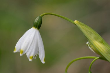 Bahar kar tanesinin (leucojum vernum) çiçekleri çiçek açarken kapat