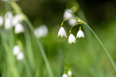 Bahar kar tanesinin (leucojum vernum) çiçekleri çiçek açarken kapat