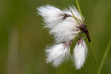 Yaban tavşanlarının kuyruk pamuk otlarını (eriophorum vajinatum) çiçek açarak kapatın