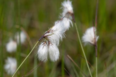 Yaban tavşanlarının kuyruk pamuk otlarını (eriophorum vajinatum) çiçek açarak kapatın