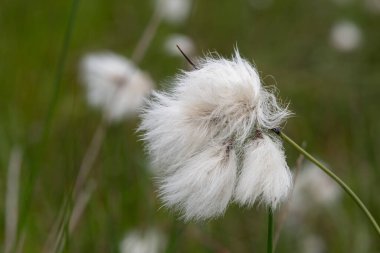 Yaban tavşanlarının kuyruk pamuk otlarını (eriophorum vajinatum) çiçek açarak kapatın