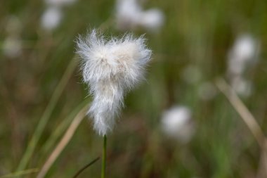 Yaban tavşanlarının kuyruk pamuk otlarını (eriophorum vajinatum) çiçek açarak kapatın