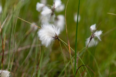 Yaban tavşanlarının kuyruk pamuk otlarını (eriophorum vajinatum) çiçek açarak kapatın