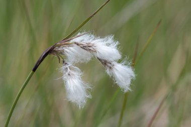 Yaban tavşanlarının kuyruk pamuk otlarını (eriophorum vajinatum) çiçek açarak kapatın
