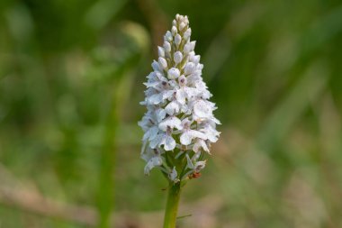 Çiçek açan bir çalılık benekli orkideye (dactylorhiza maculata) yakın plan