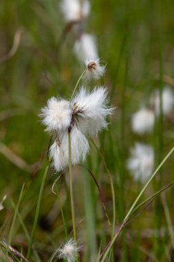Yaban tavşanlarının kuyruk pamuk otlarını (eriophorum vajinatum) çiçek açarak kapatın