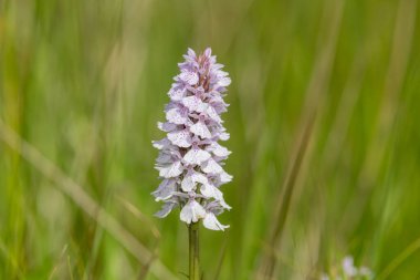 Çiçek açan bir çalılık benekli orkideye (dactylorhiza maculata) yakın plan