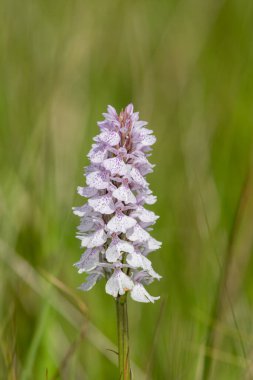 Çiçek açan bir çalılık benekli orkideye (dactylorhiza maculata) yakın plan