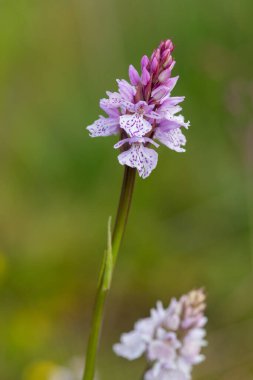 Çiçek açan bir çalılık benekli orkideye (dactylorhiza maculata) yakın plan