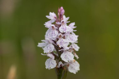 Çiçek açan bir çalılık benekli orkideye (dactylorhiza maculata) yakın plan
