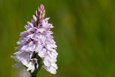 Çiçek açan bir çalılık benekli orkideye (dactylorhiza maculata) yakın plan