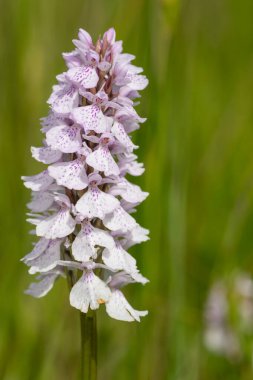 Çiçek açan bir çalılık benekli orkideye (dactylorhiza maculata) yakın plan