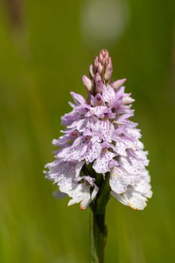 Çiçek açan bir çalılık benekli orkideye (dactylorhiza maculata) yakın plan