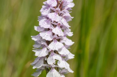 Çiçek açan bir çalılık benekli orkideye (dactylorhiza maculata) yakın plan