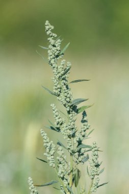 Şişman bir tavuğun (chenopodium albümü) kapağını kapat