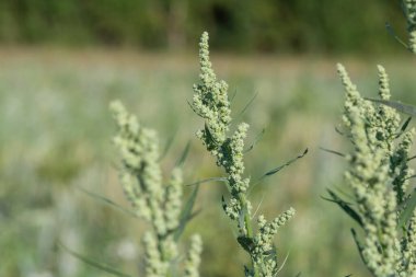 Şişman bir tavuğun (chenopodium albümü) kapağını kapat