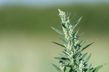 Şişman bir tavuğun (chenopodium albümü) kapağını kapat
