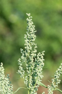 Şişman bir tavuğun (chenopodium albümü) kapağını kapat