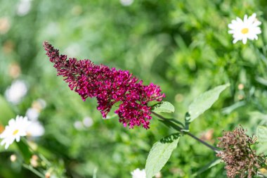 Vızıldayan mor bir kelebek çalısı üzerindeki pembe çiçekleri kapat (buddleja davidii)