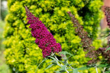 Vızıldayan mor bir kelebek çalısı üzerindeki pembe çiçekleri kapat (buddleja davidii)