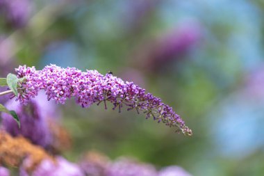 Kelebek çalılığındaki pembe çiçekleri kapat (buddleja davidii)