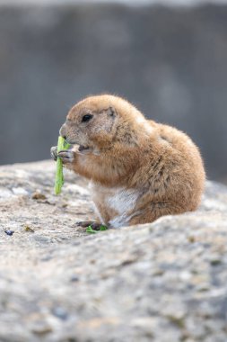 Bir dağ sıçanı portresi (marmota monax) yemek