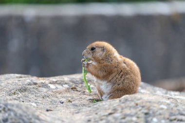 Bir dağ sıçanı portresi (marmota monax) yemek