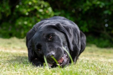 Çubuk çiğneyen siyah bir Labrador 'un portresi