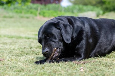 Çubuk çiğneyen siyah bir Labrador 'un portresi