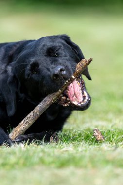 Bahçede çubuk çiğneyen sevimli siyah bir Labrador portresi