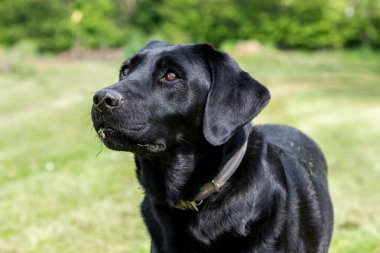 Siyah şirin bir Labrador 'un yakın portresi.