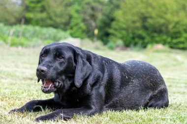 Çimlere uzanmış şirin siyah bir Labrador portresi.