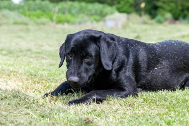 Çimlere uzanmış şirin siyah bir Labrador portresi.