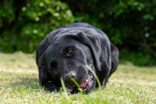 Çubuk çiğneyen siyah bir Labrador 'un portresi
