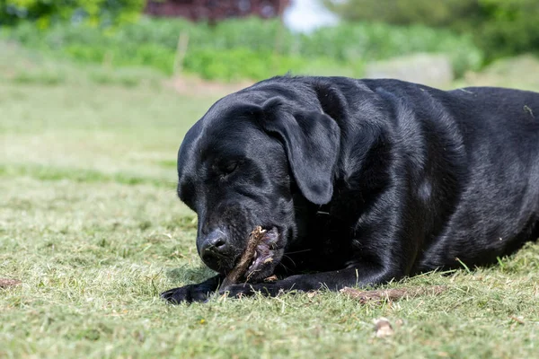 Çubuk çiğneyen siyah bir Labrador 'un portresi