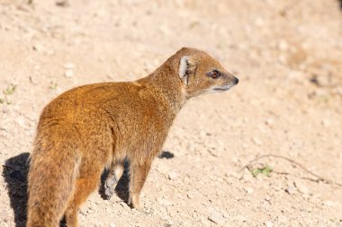 Sarı bir firavun faresinin portresi (Snictis penicllata)