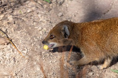 Sarı bir firavun faresinin portresi (Snictis penicllata)