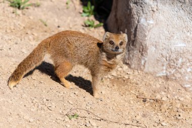 Sarı bir firavun faresinin portresi (Snictis penicllata)