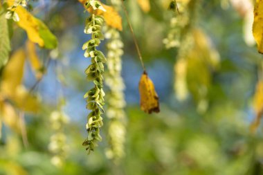Kafkas cevizine (pterocarya fraxinifolia) asılmış fındıklara yakın dur.