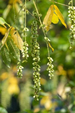 Kafkas cevizine (pterocarya fraxinifolia) asılmış fındıklara yakın dur.