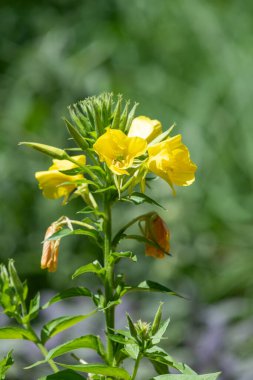 Çiçekler açan akşam çiçeğinin (oenothere biennis) kapağını kapat