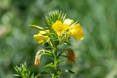 Çiçekler açan akşam çiçeğinin (oenothere biennis) kapağını kapat