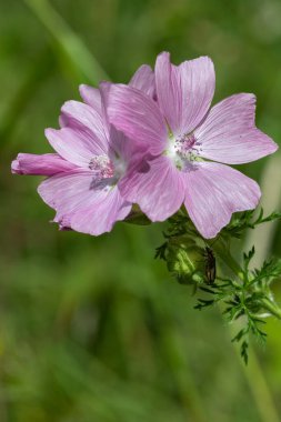 Misk malosunu kapat (malva moschata)