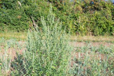 Şişman bir tavuğun (chenopodium albümü) kapağını kapat