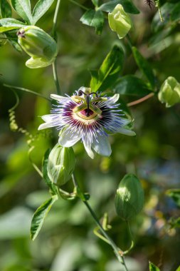 Çiçek açmış bir tutku çiçeğine yakın